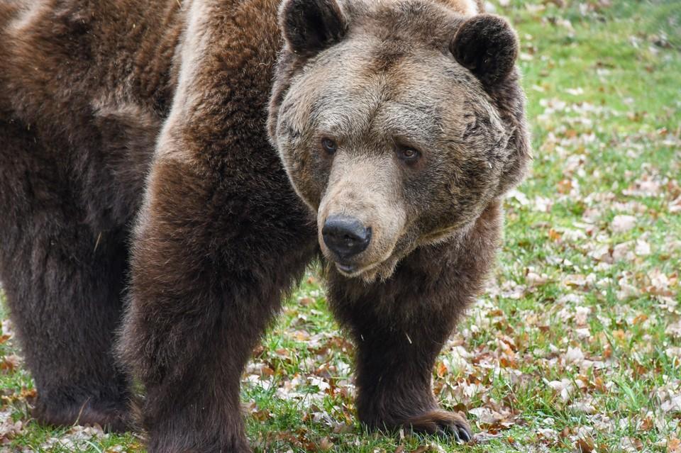 Bear Balou
