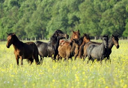 Aidons les chevaux sauvages en Roumanie