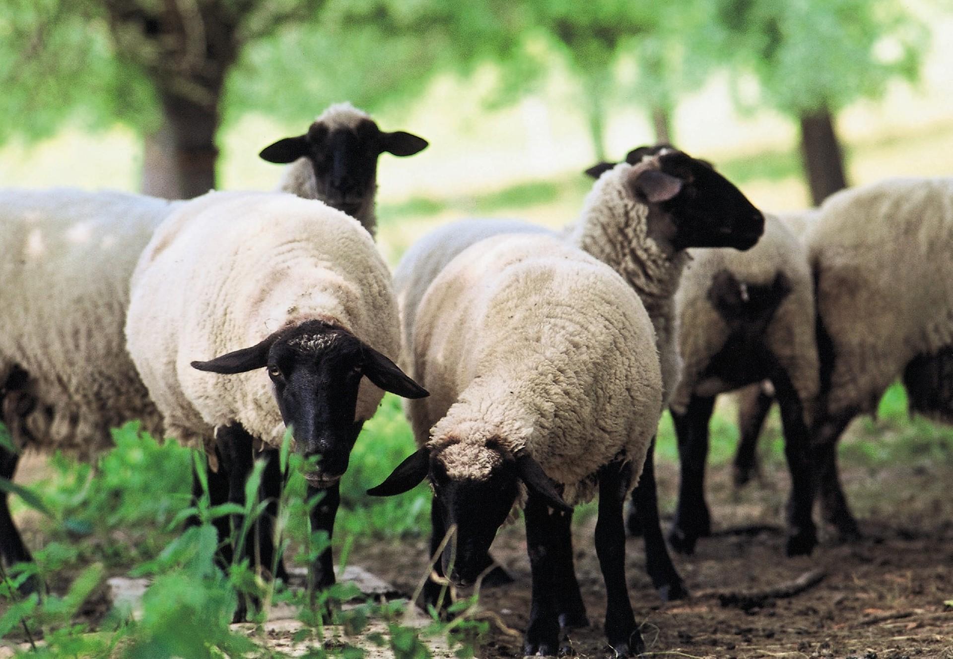 10 Facts about Sheep - FOUR PAWS International - Animal Welfare Organisation