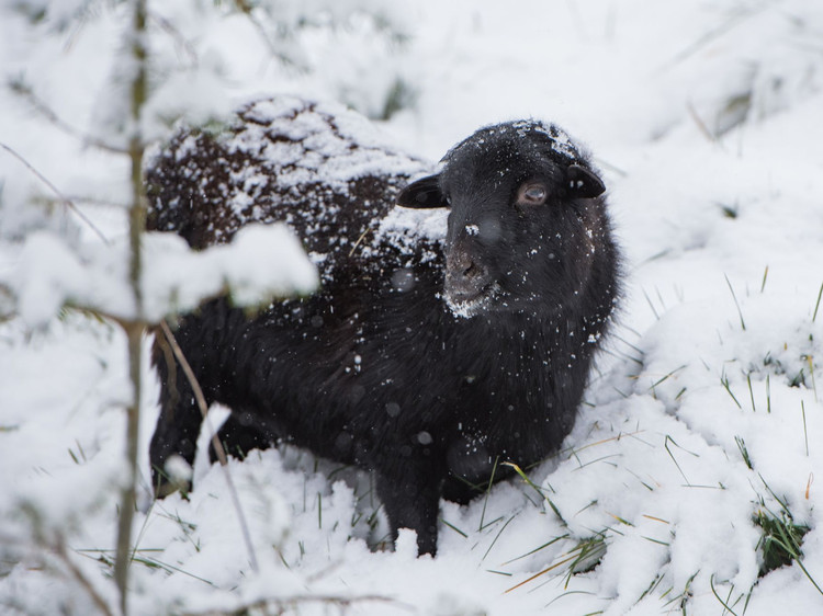 Lulu the sheep in winter