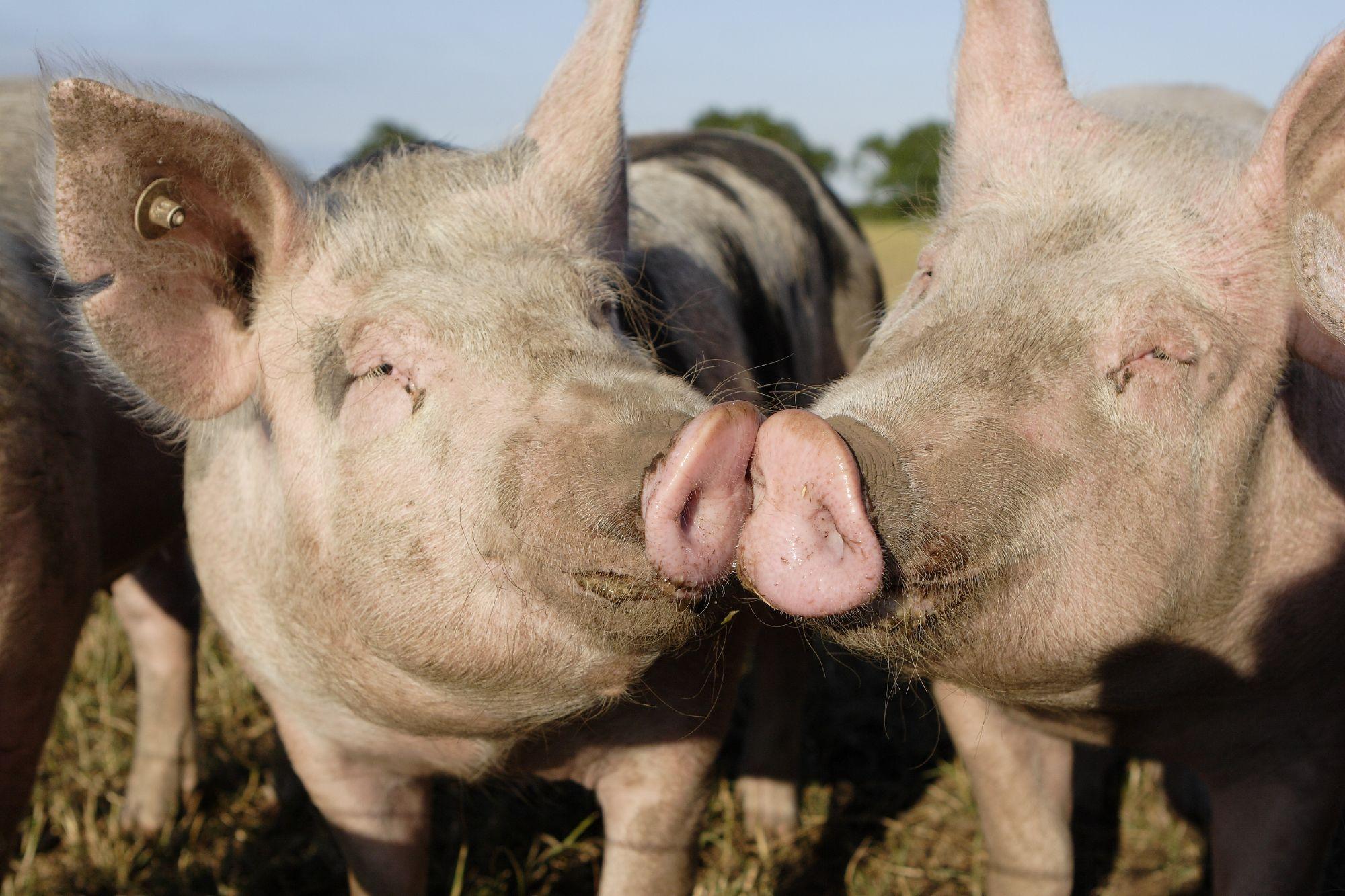 Bedürfnisse Des Hausschweins Schwein Tiere Kampagnen & Themen.
