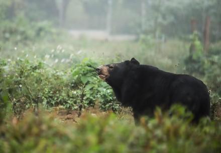 Bear at BEAR SANCTUARY Ninh Binh 