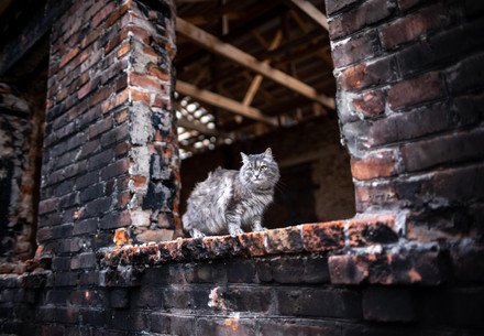Streunerkatze in einem zerstörten Haus in der Ukraine