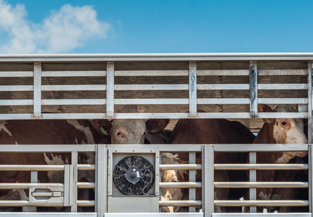Des vaches dans un camion de transport