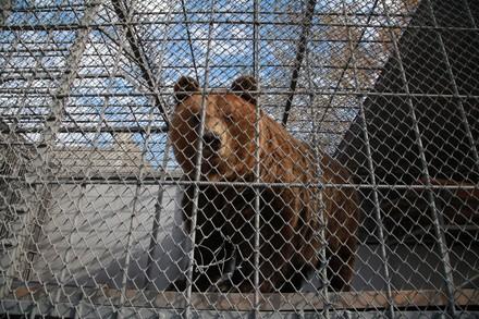 The bears spent a life behind bars 