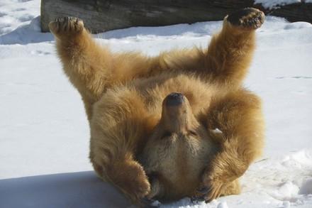 Brown Bear having fun in the snow