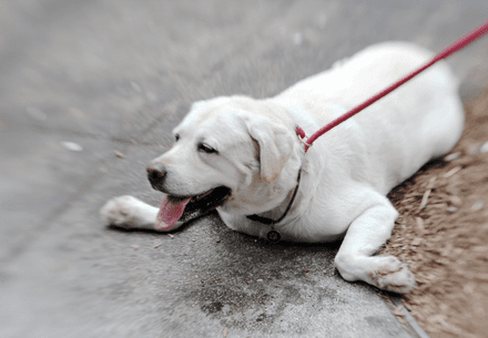 Hund leidet unter Hitze