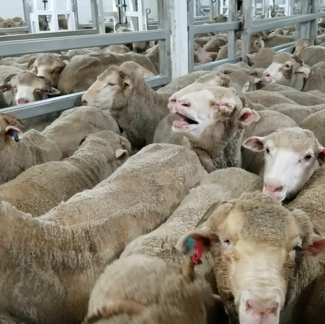 Sheep inside a farm