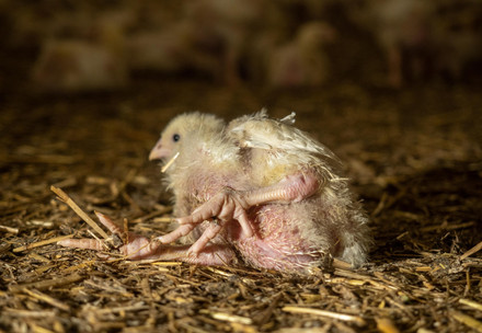Investigation into chicken farms in Italy