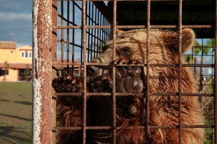Brown bears kept in private keeping in Southeast Europe 