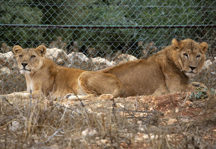 Rescued lions Kandaka and Mansour
