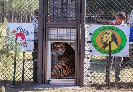 Rescued German Tigers Arrive at Big Cat Sanctuary in South Africa