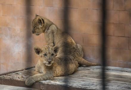 Two lion cubs in Bulgaria