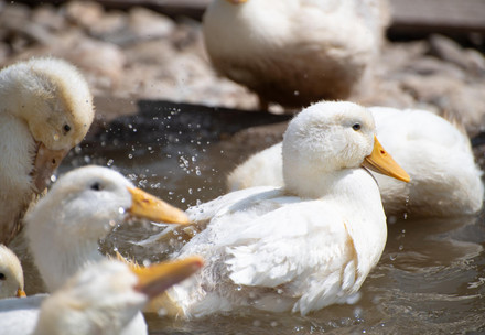 10 faits intéressants sur les canards