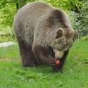 Brownbear Brumca hold an apple between her claws. She stands  on the green grass.