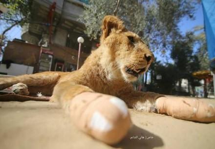 Löwin in Zoo in Gaza (c) Hassan Aslih