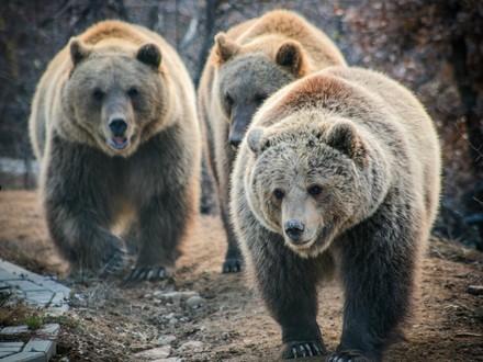 Bears Ema, Oska and Ron