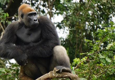 10 feiten over gorilla's