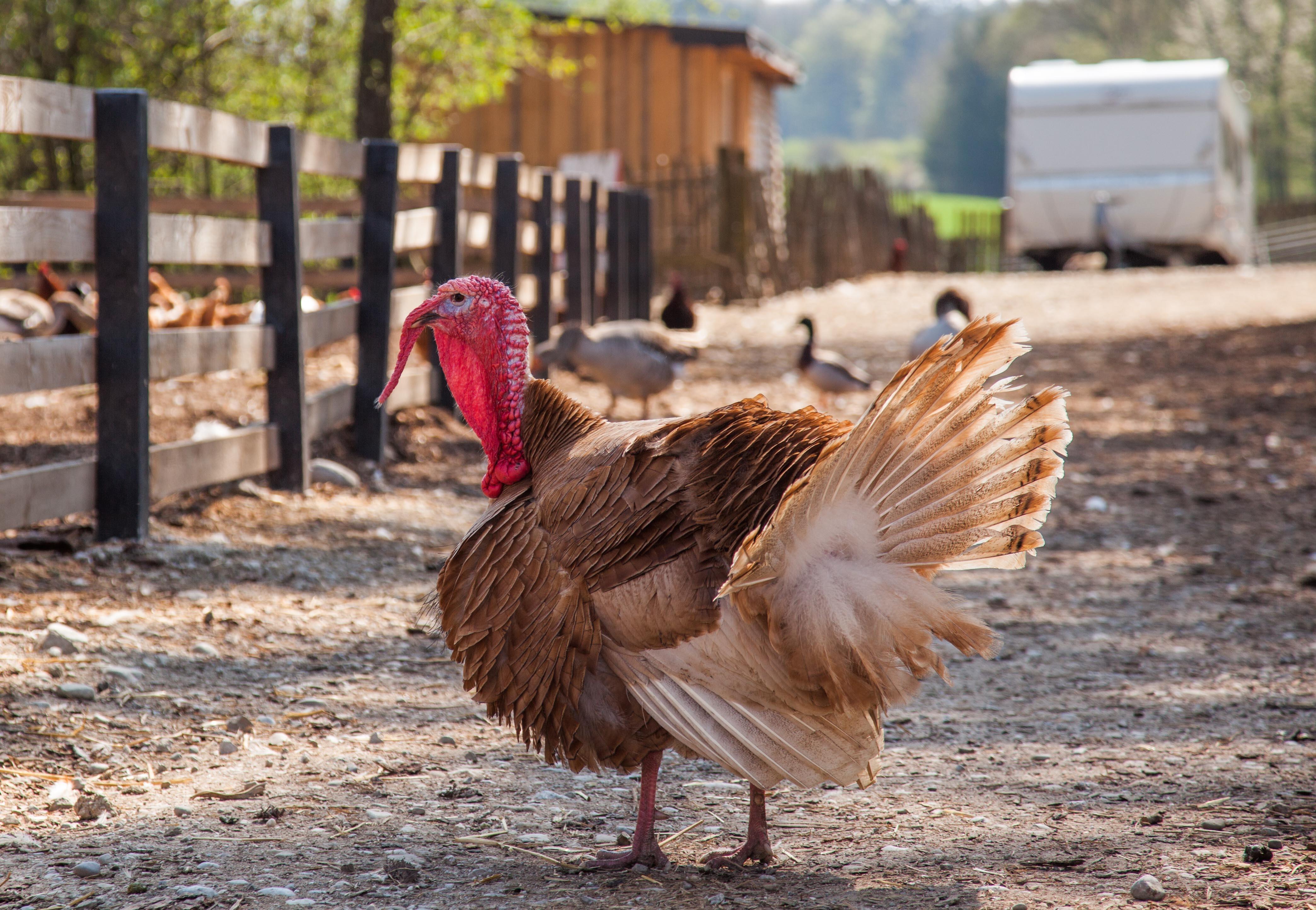 10 Facts about Turkeys - FOUR PAWS in US - Global Animal Protection  Organization