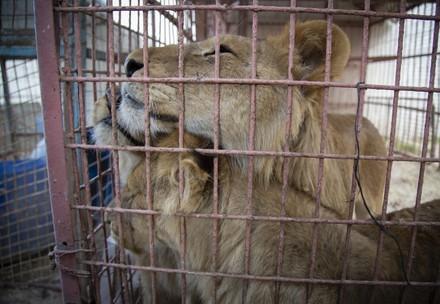 Die Löwen wollen einfach nur raus aus dem Rafah Zoo (c) VIER PFOTEN