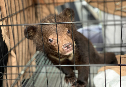 Bear cub in cage