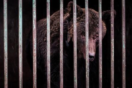 Brown bear used for fighting, behind bars in Ukraine 