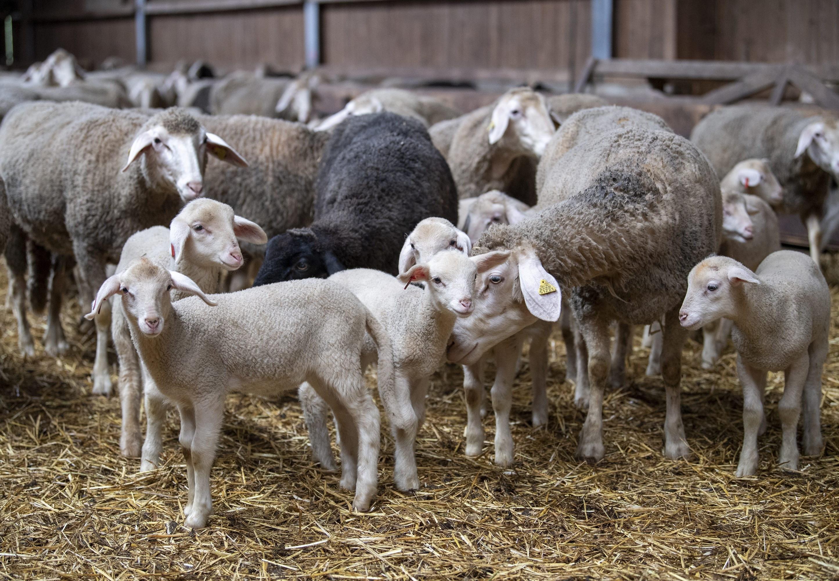 Farm Highlight: The future is non-mulesed - FOUR PAWS in US - Global Animal  Protection Organization