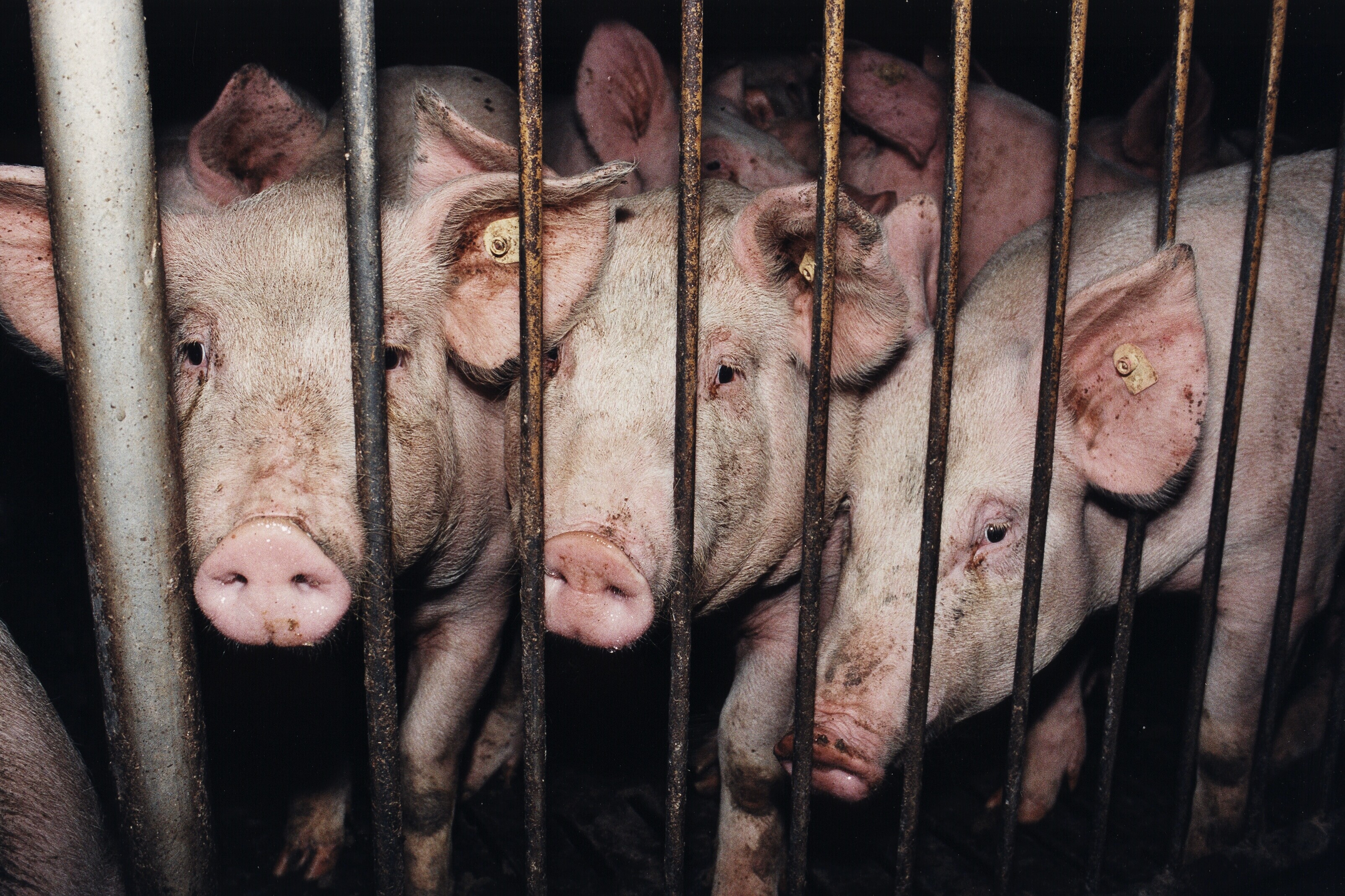 Pigs in cages