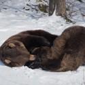 The two brownbears Emma and Erich play in the snow. .