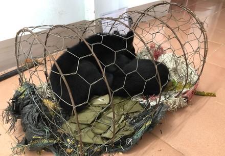 FOUR PAWS rescues two bear cubs from illegal wildlife trade in Vietnam