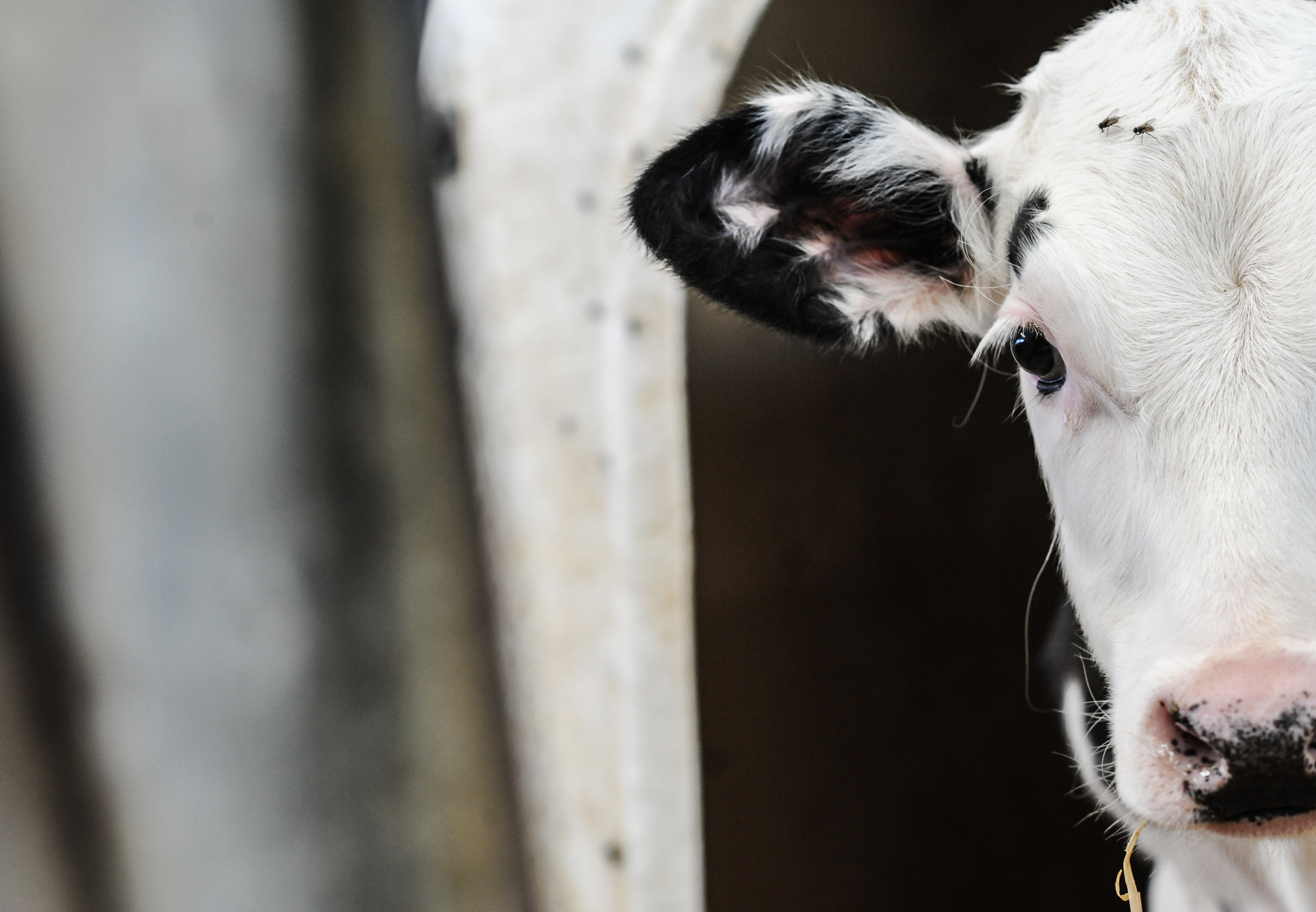 The Suffering of Calves - FOUR PAWS International - Animal Welfare  Organisation