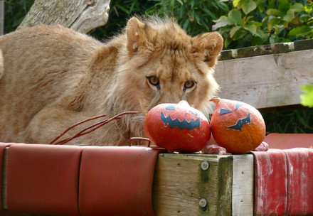 Lion Nikola with special Halloween enrichment