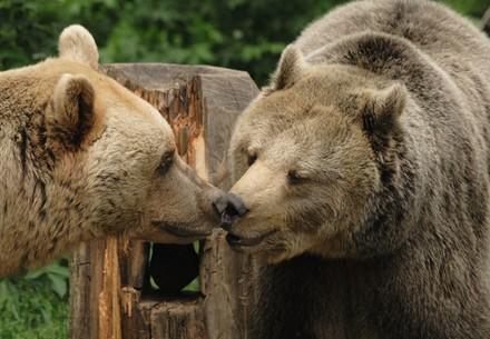 Zwei Braunbären beschnuppern einander freundlich.