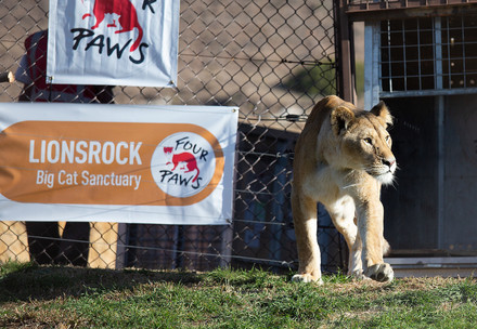 Lioness Geena arrives at LIONSROCK