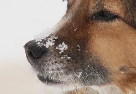 Hund mit Schneeflocken auf der Nase