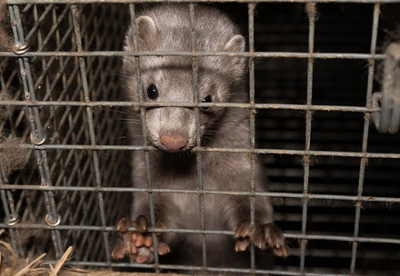 Mink caged in a fur farm