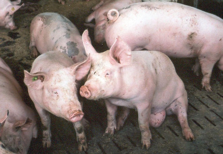 Schweine in der Massentierhaltung