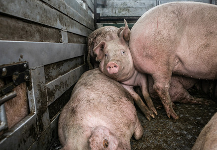Schwein auf Tiertransport