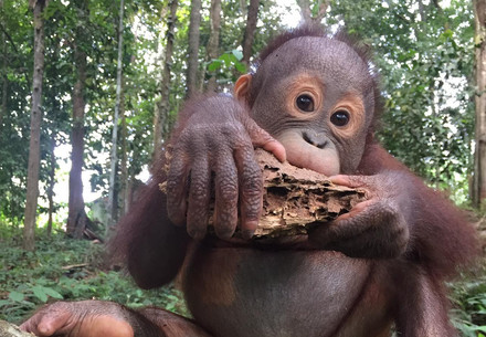 Orangutan Indra