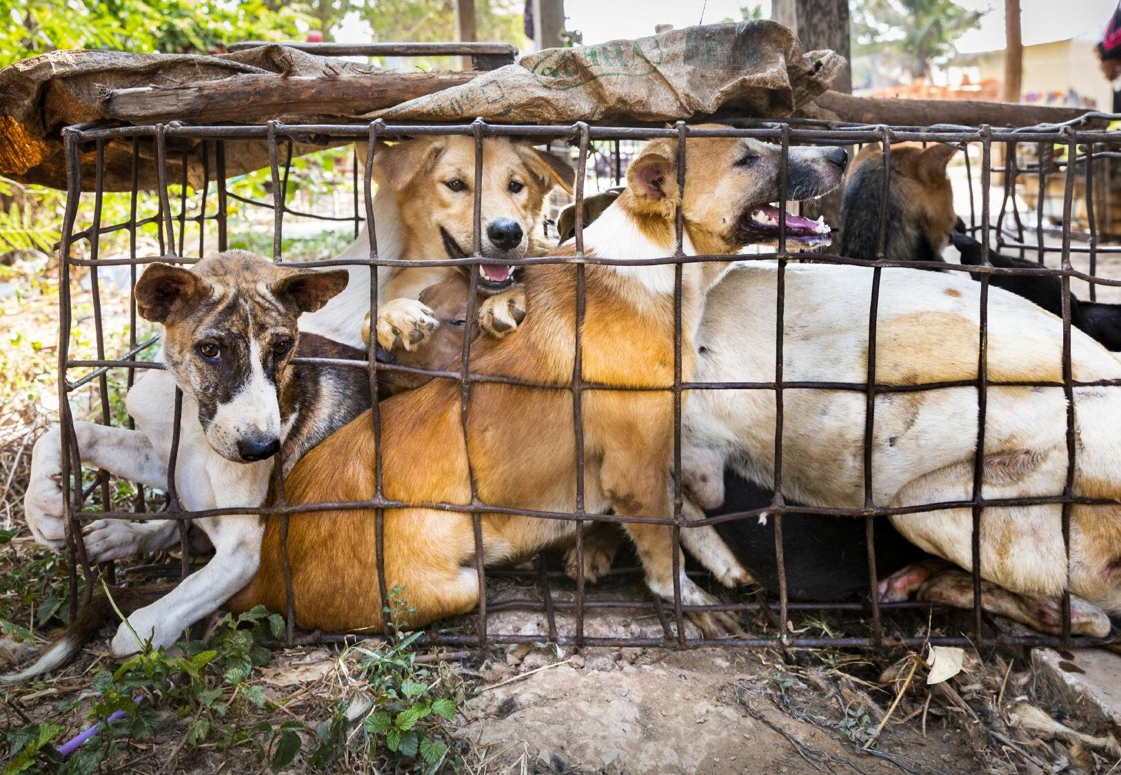 Key tourism operators join the fight against the dog and cat meat trade in  Southeast Asia - FOUR PAWS Australia - Animal Welfare Charity