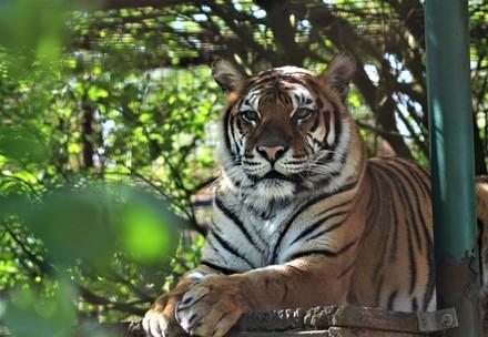 la tigresse Dehli à FELIDA