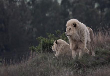 Two white lions 