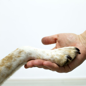 hand and paw