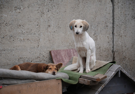 Two stray dogs at Doctor Vet Shelter in Moldova