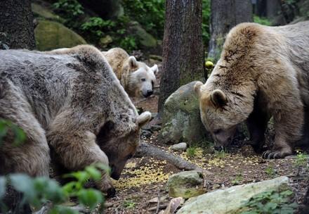 drei Bären bei der Futtersuche