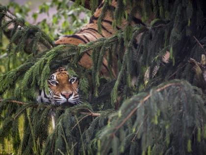 Tiger spielt Verstecken