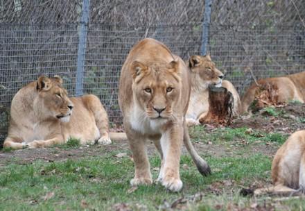 Lion Family "Gaenserndorf"