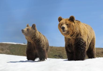 Two brown bears standing in the snow
