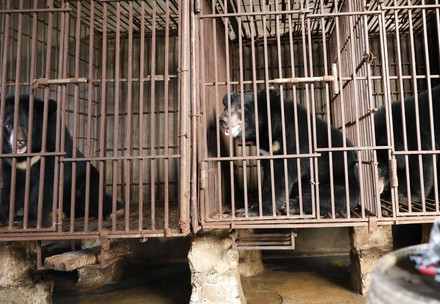 Des ours en cage