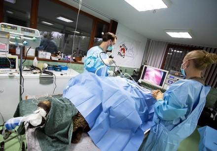 First laparoscopic bear surgery in Bulgaria